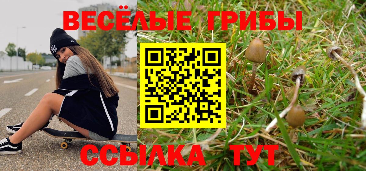 Псилоцибиновые грибы Cubensis Хасавюрт